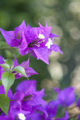 Bougainvillea