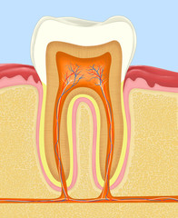 Medical illustration of human tooth anatomy showing crown, root, enamel, dentin, pulp and nerve structure. Suitable for dental education and healthcare use.
