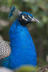 Obraz premium Portrait of a male Peacock