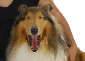 dog yawning