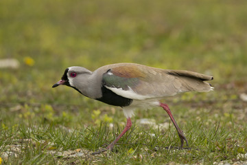 Naklejka premium Southern Lapwing