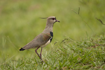 Southern Lapwing