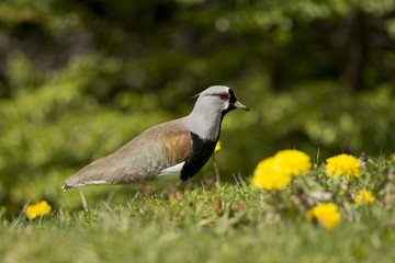 Southern Lapwing