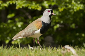 Southern Lapwing