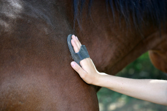 L-Cheval