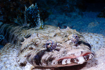 Tentacled flathead close-up, Red Sea, Egypt.