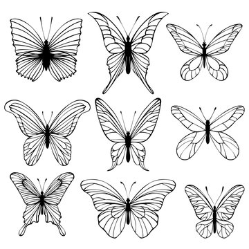Set of butterflies isolated on white background. Vector