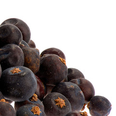 Detailaufnahme Wacholderbeeren freigestellt