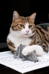 Naklejka premium Ritratto di gatto e topo - Cat and mouse