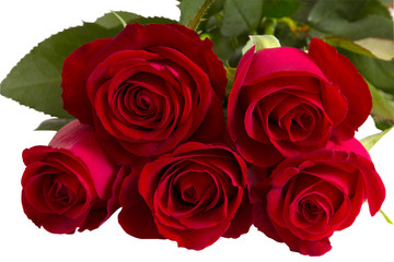 Beautiful red roses on a white background