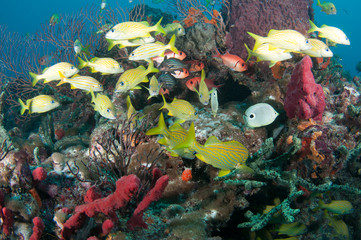Tropical fish on a reef