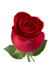 Fototapeta premium Red rose