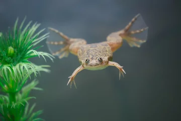 Fototapete Frosch exotischer gelber Frosch schwimmt in einem Aquarium