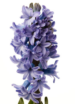 Blossoming hyacint flower isolated on white