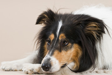 Seelenvoller Blick - Colliehündin