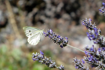 Farfalla bianca su fiore