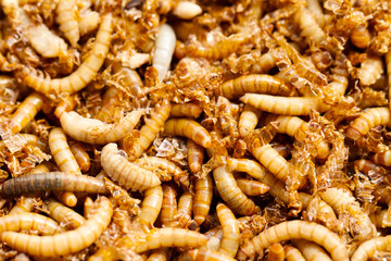 mealworms