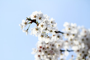 Cherry blossom against
