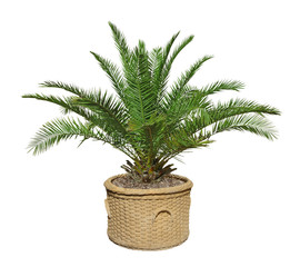 palmier des Canaries  Phoenix canariensis