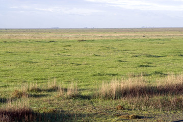 Landscape in the Everglades