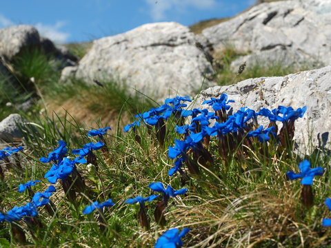 Fototapeta Goryczka wiosenna