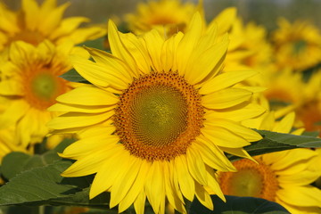 background sunflowers