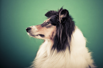 Collie Portrait, getönt