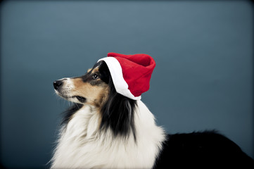 Collie mit Nikolausmütze