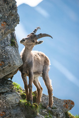 young alpine ibex