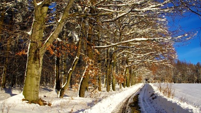 Weg am Winterwald vid 03