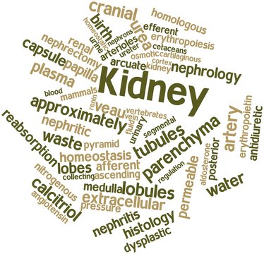 Word cloud for Kidney