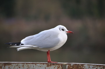 Mouette au bord de la Seine