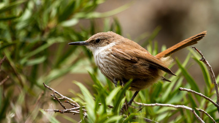 Ave, marron y blanca sobre ramas y hojas verdes.