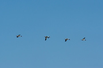 Flying Common Shelducks