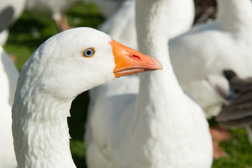 Gooses