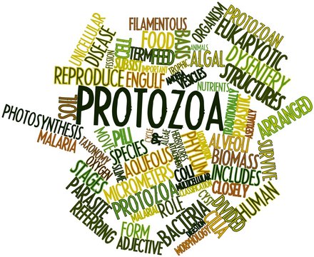 Word cloud for Protozoa