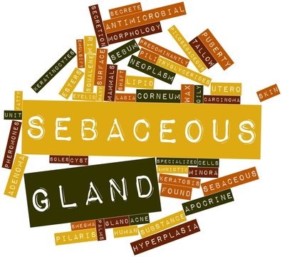Word cloud for Sebaceous gland