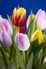 Fototapeta premium Bunte Tulpen auf Blau 4