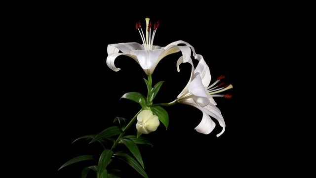 Blooming white lily on the black background (Lilium monadelphum 
