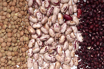 different type of beans