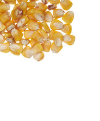 yellow corn grain