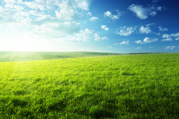 Fototapeta na wymiar pole trawy wiosną i lasu