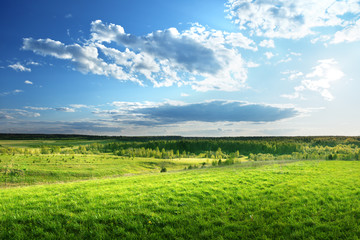 field of spring grass and forest