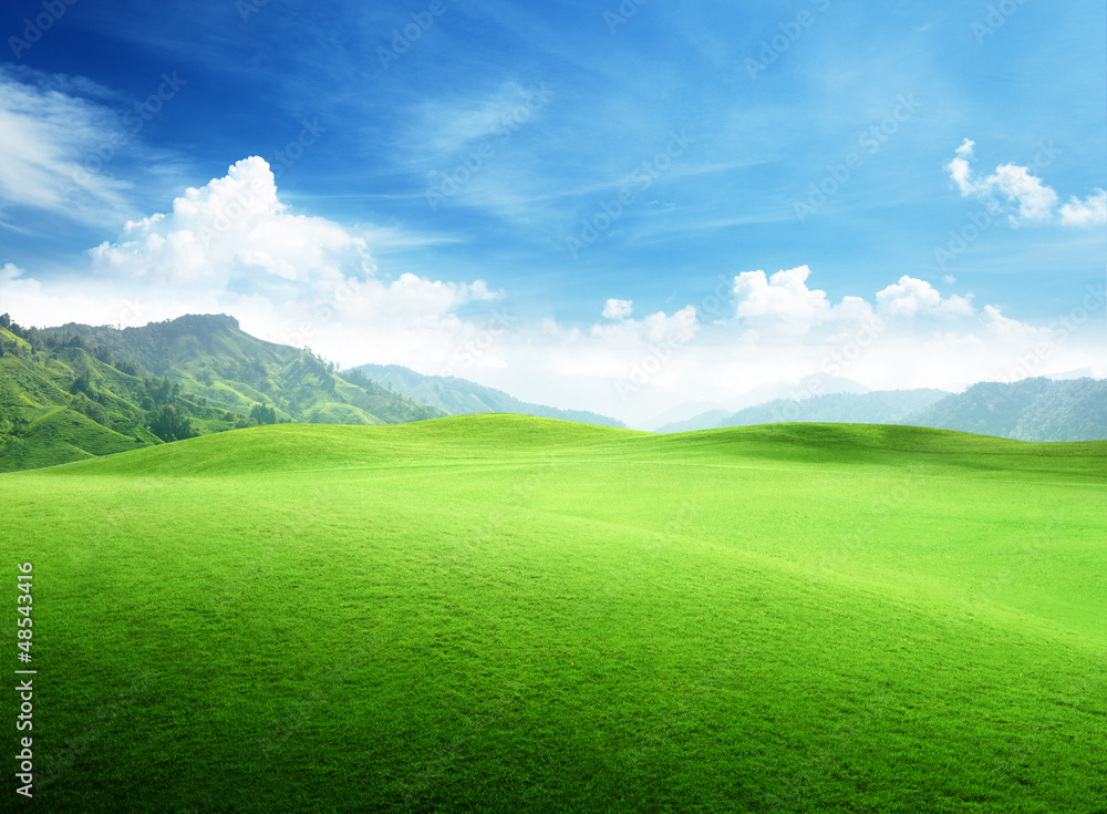 Canvas Prints field of grass in mountain