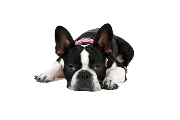 Tired Froston Puppy (Frenchie x Boston Terrier)