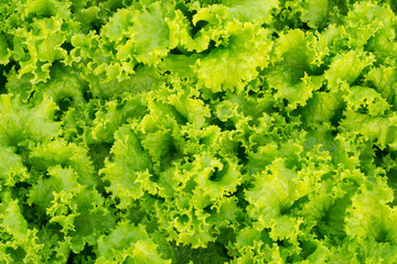 Fresh green lettuce background
