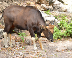 Gaur seladaing Bos gaurus