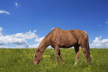 Fototapeta na wymiar Wypasu koni na zielonym polu