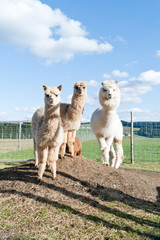 Group of white and brown Alpacas