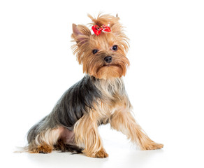 puppy yorkshire terrier isolated on white background